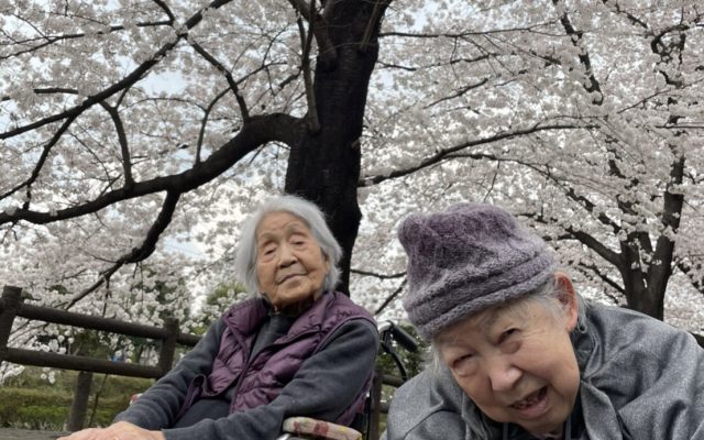 さくら咲く🌸